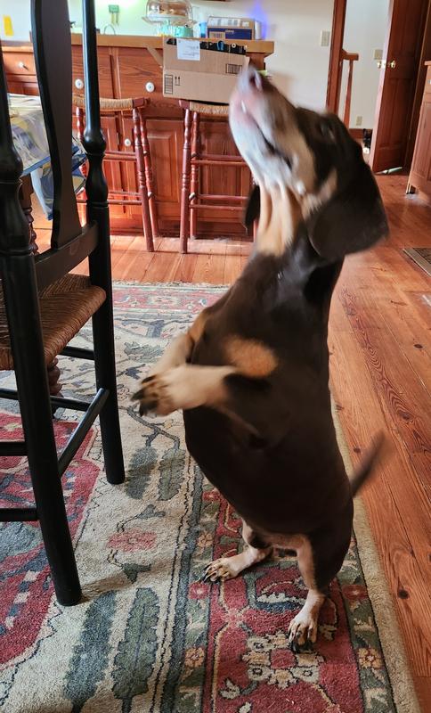 Kirby, a 6yo Doxie/Bassett mix doesn't jump for anything, but he does for these!