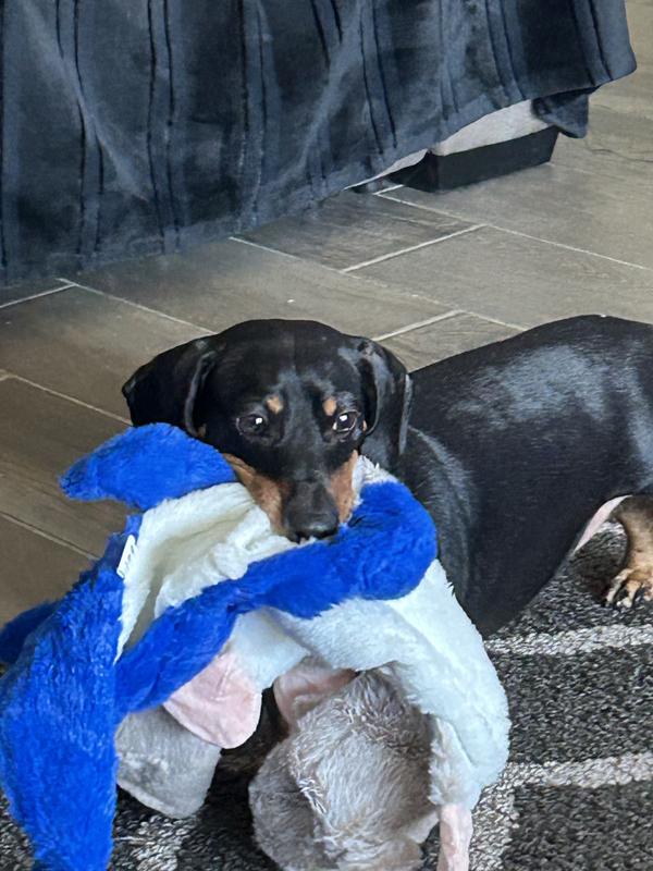 Izzie hogging as many toys as she can!