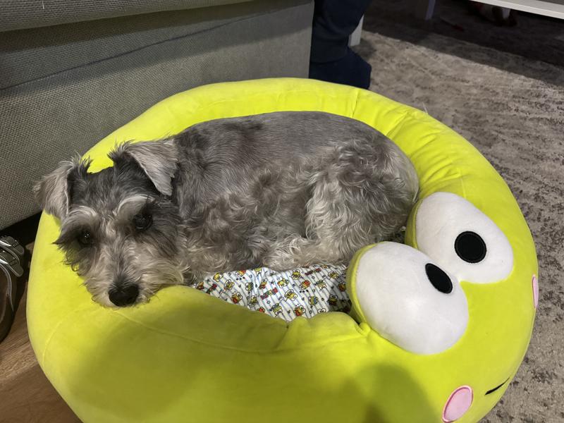 Mini schnauz in medium bed