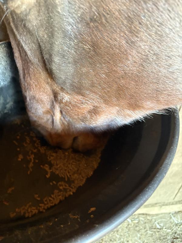 My easy keeper dives right in.