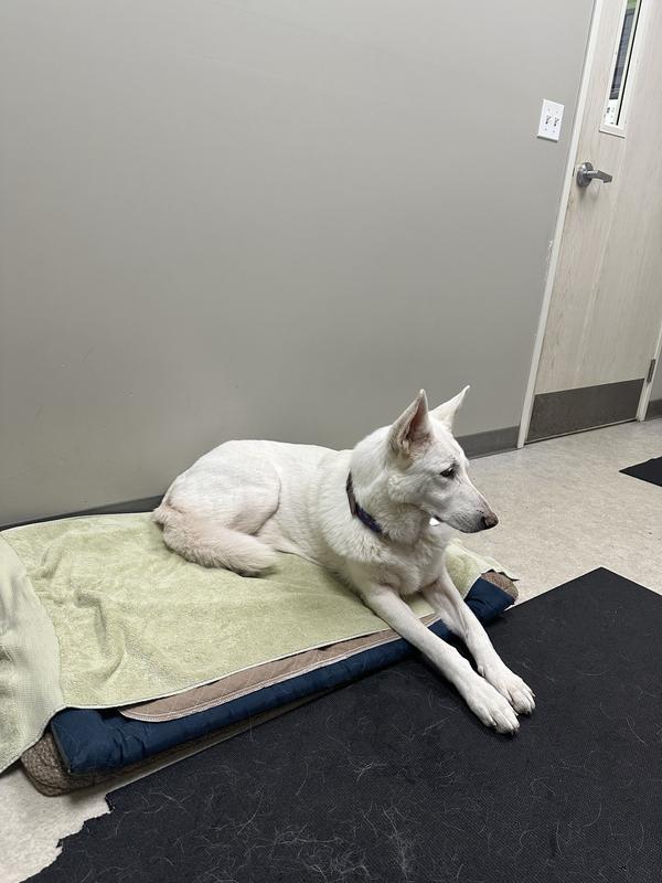 Maui waiting for her acupuncture treatment.  She’s crazy about acupuncture.