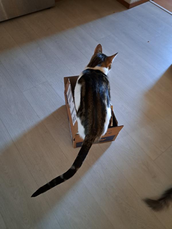Pixel enjoys the box it came in
