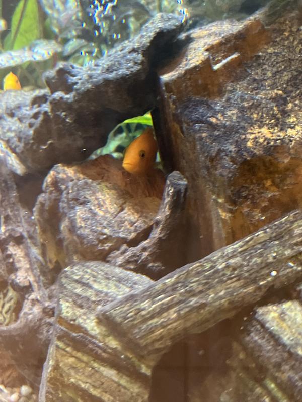 Chilling now that my owner uses stress coat