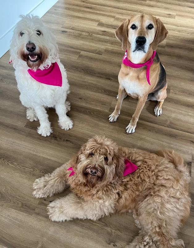 TheDoodPack looking healthy & happy thanks to JustFoodForDogs!
