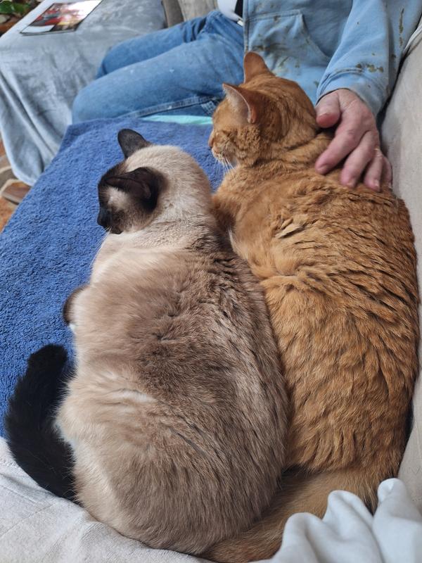 Beebo age 21, Snowshoe mix & Max age 11, Yellow Tabby