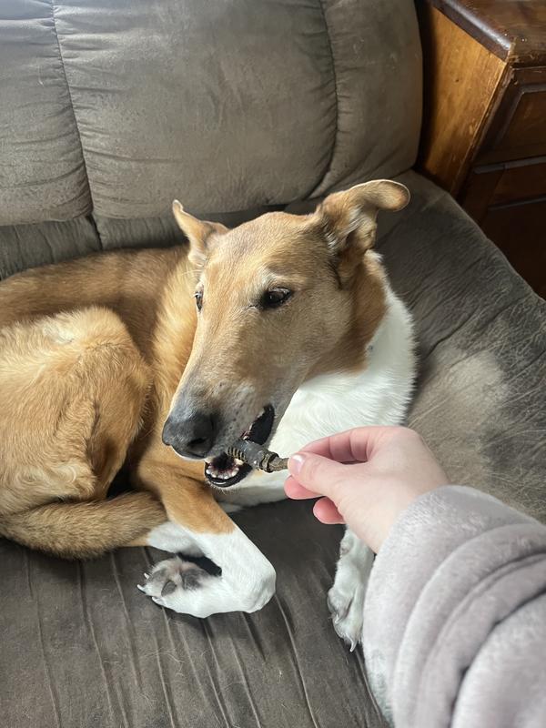 She likes it! The treat was just to get her used to the toothpaste. I did use finger and toothbrush applications for further treatments, but it's hard to brush dog teeth and take a a photo at the same time!