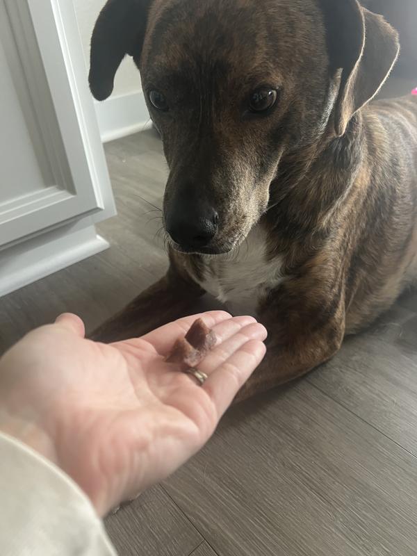 Waiting for the signal to chow down.