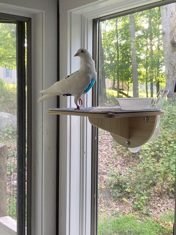 A white pigeon stands on a window shelf perch, looking over her shoulder. You can see green trees out the window.