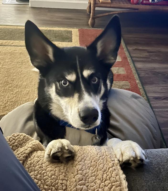 My chewy lover! Cuervo