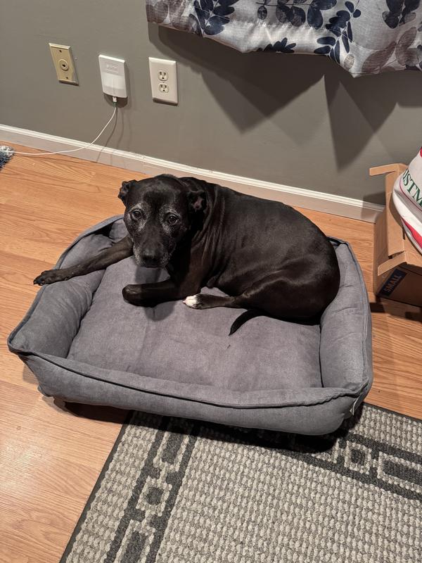 Lab mix laying on the dog bed