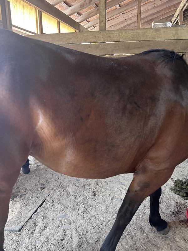 1 week after adding 2 quarts twice a day