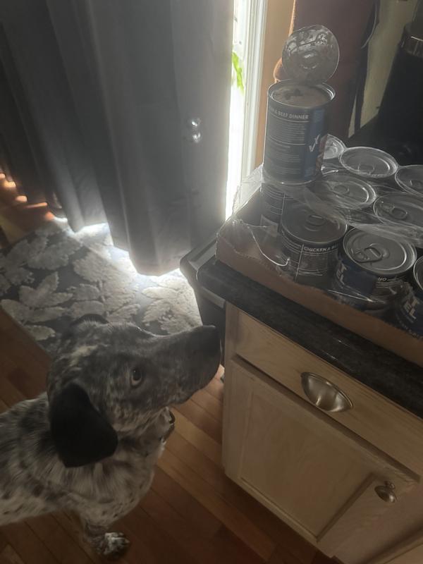 Immediate interest based on smell from our dogs