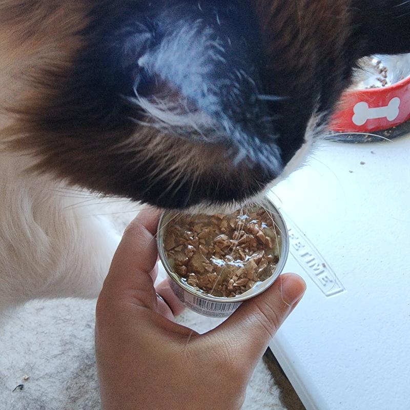 A Ragdoll cat sniffing an open can of the Purina Pro Plan food.