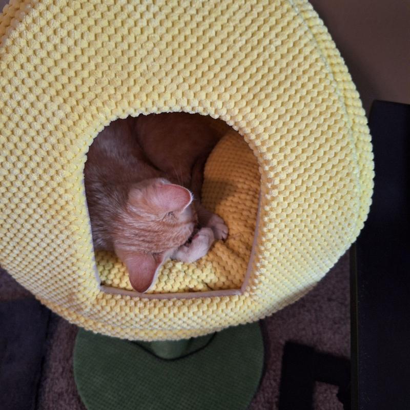 Excellent place for kitties to sleep