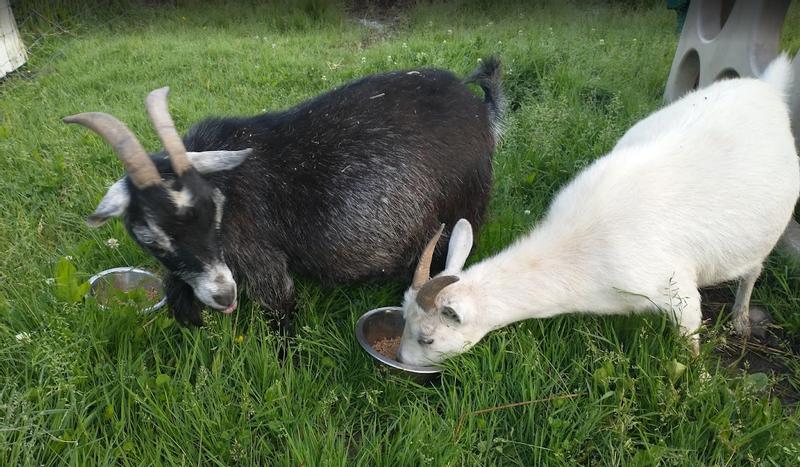 Grey Betty licking her lips