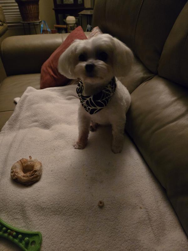 Did someone say chewy?