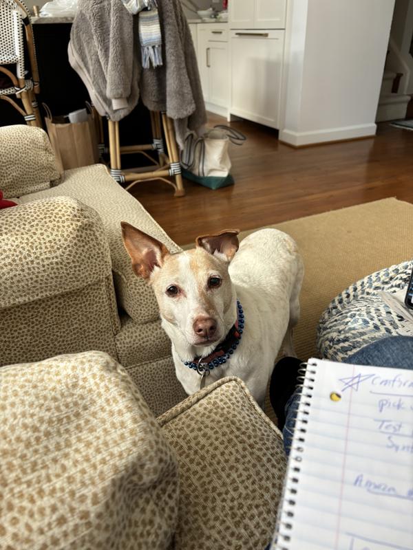 Waiting for a jerky!