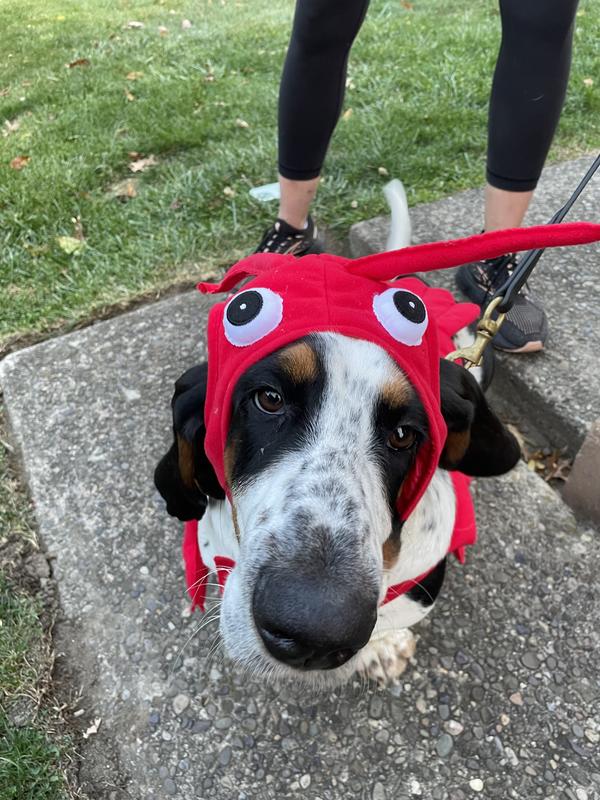 Luigi the Lobster