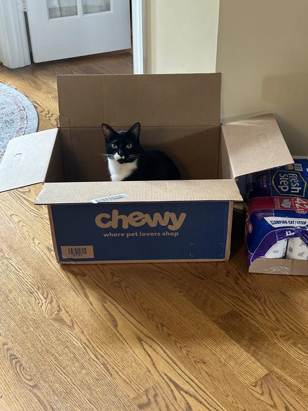 Happy cat!