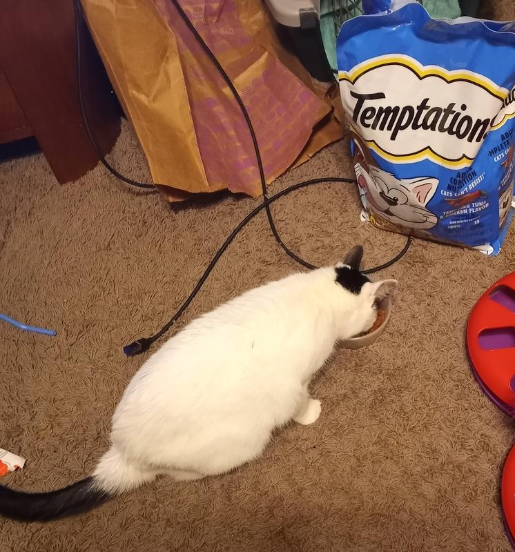 Tempted Mealtime