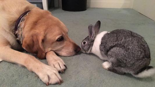 Daisy and Norman