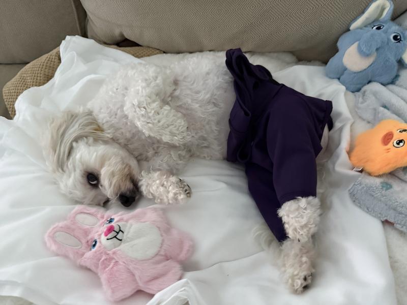 BoBo had toy waiting when he woke from surgery