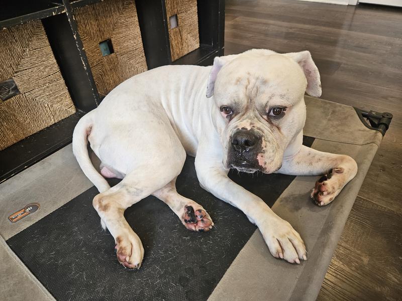 Panny Pants is thrilled for his paw treatments each day