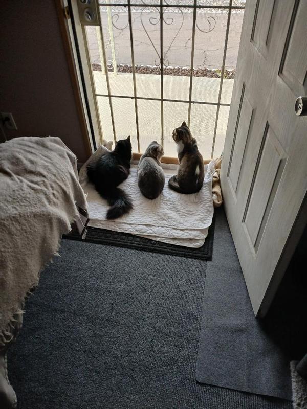 Our 3 furrbabies welcoming in the morning.