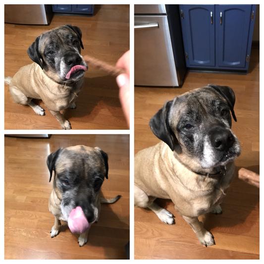 Bubba loves Rocco & Roxie Jerky Sticks!