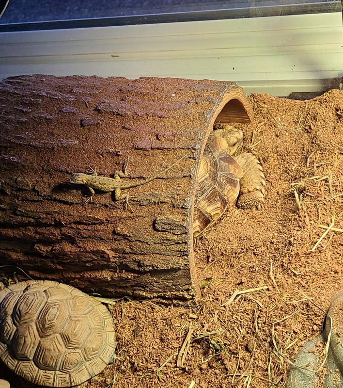 My little Fence Lizard "Coco" & Sulcata Tortoise "Oogway"