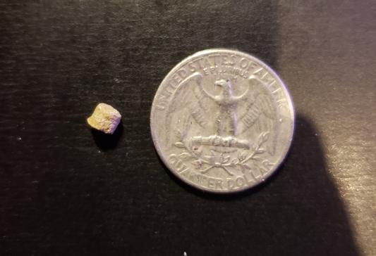 A single pellet next to a standard quarter for scale