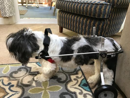 BEST FRIEND MOBILITY Elite Wheelchair, XX-Small Dog, 8-11" Tall - Chewy.com