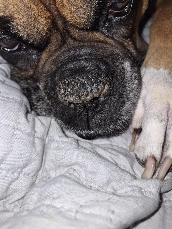 Nose when we started