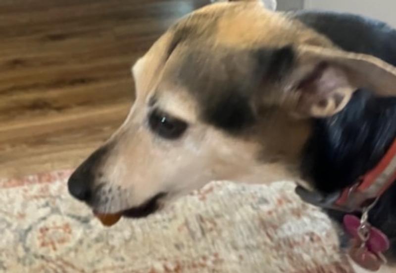 Ms Terri with Treat in her mouth for some privacy