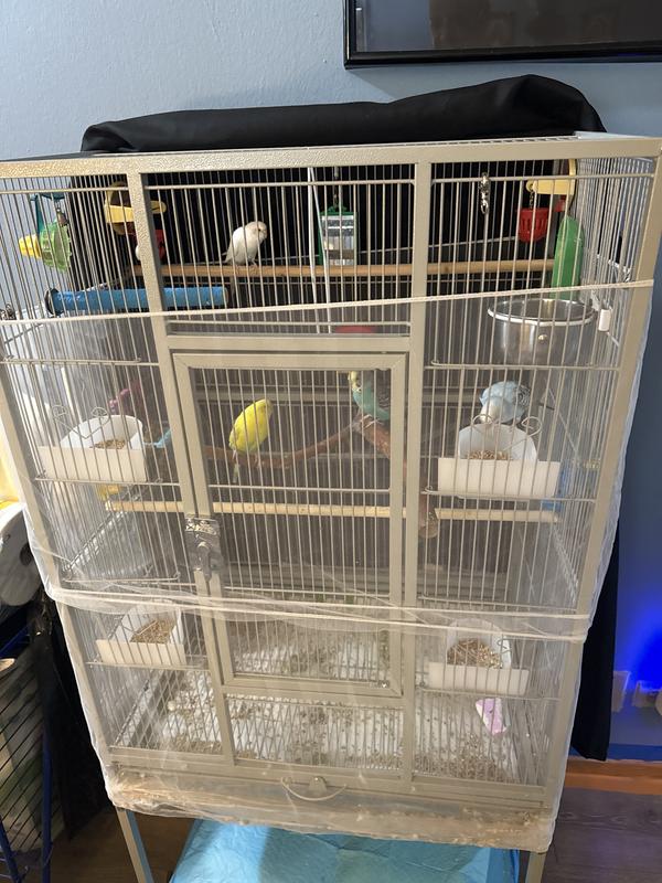 My budgie seemed to love it