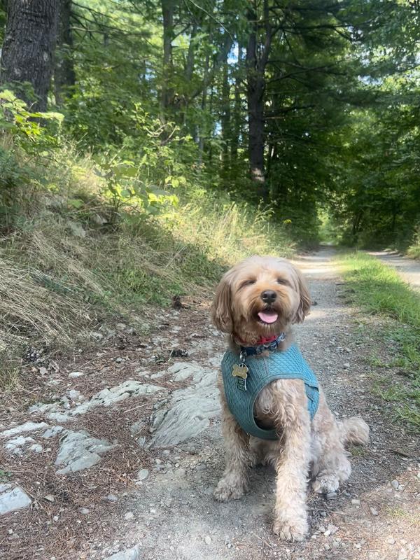 It was a nice day for hiking with the vest.