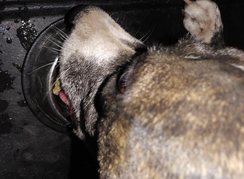 FreshMade Gobblin' Good Gently Cooked Dog Food and Princess enjoying eating it.