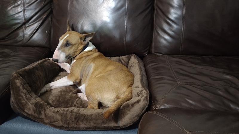 New dog bed for a "place" on the couch. She loves it!