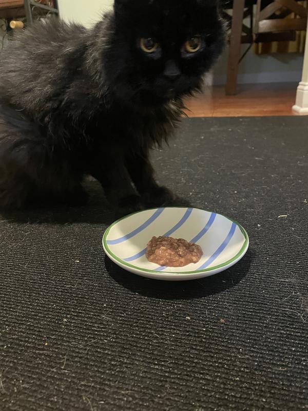 Bear did not like this food