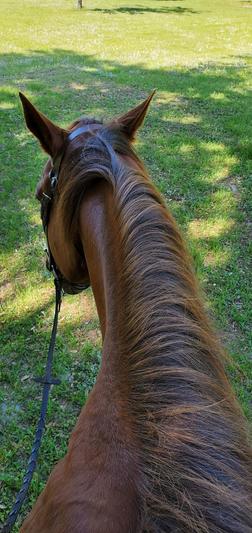 mane looks fabulous!