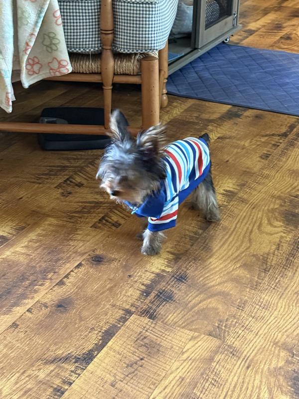 I love the blue collar on it. He looks so cute.