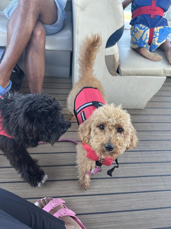 Puppies on a boat