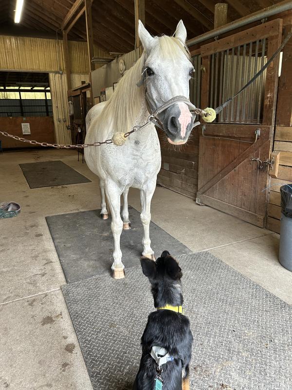 Layla waiting for her reward for standing nice with the puppy
