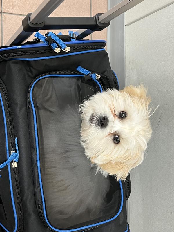 KATZIELA Rolling Rover Airline Approved Bag Dog & Cat Carrier, 18-in ...