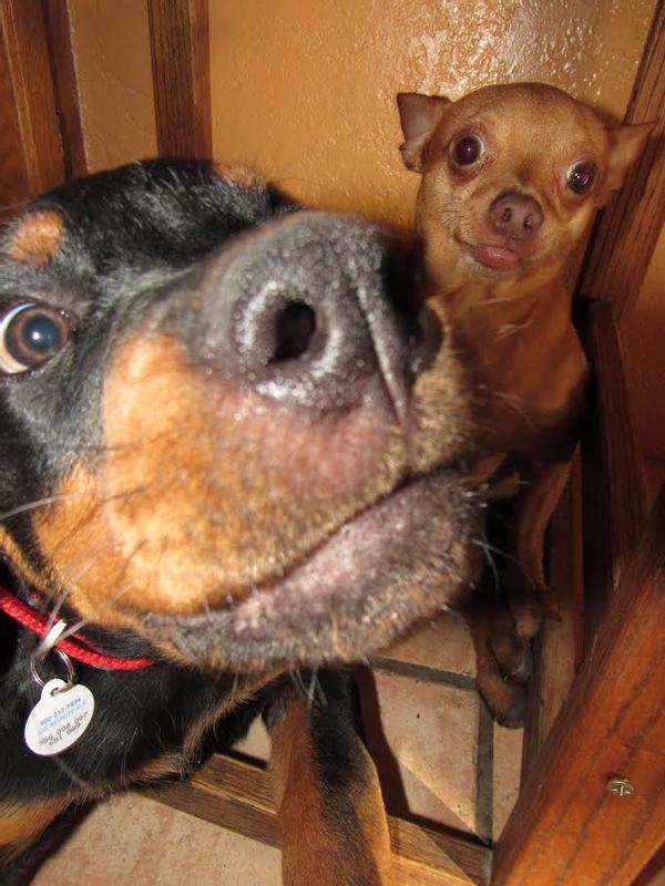 130# Tilly & 11# Pepe