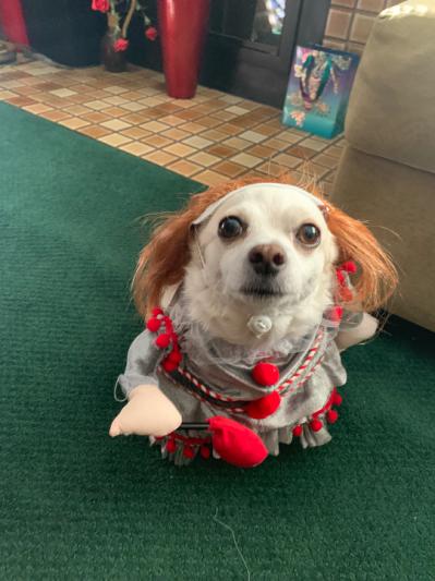 Pennywise more like pennyignorant