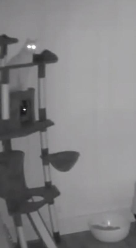 Two sets of eyes staring ominously late at night