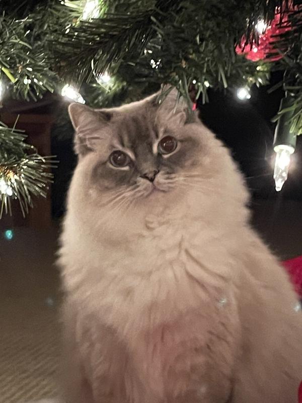 When is Santa coming?