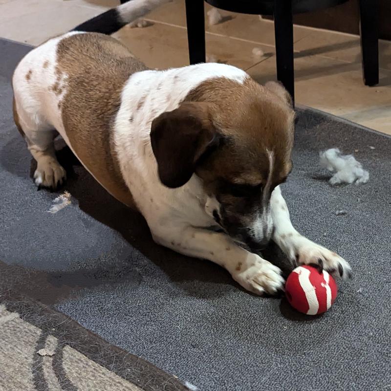 Pouncing on it like a cat