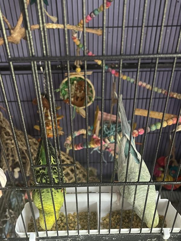 Once softened with water, they love it!